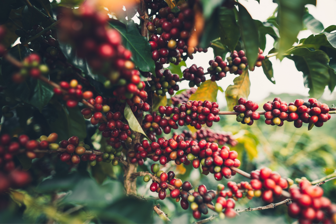 Why Specialty Grade Coffee is the Better Choice