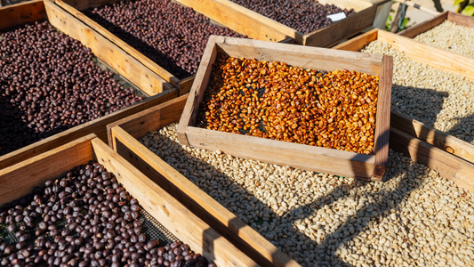 From Bean to Brew: How Coffee Processing Methods Shape Flavor